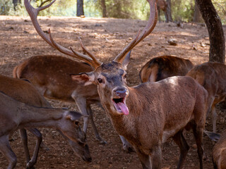 Male deer at the deer bellowing station in the Cazorla National Park