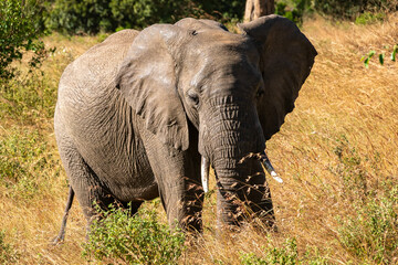 ケニアのマサイマラ国立保護区で見かけた、アフリカゾウの子供