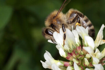 Eine Honigbiene (Apis melliefra L.) auf der Blüte des Weißklee. Thüringen, Deutschland, Europa
A honey bee (Apis mellifera L.) on the flower of the white clover. Thuringia, Germany, Europe