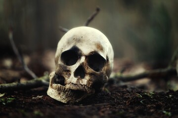 Decaying skull in the soil