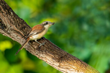 Burmese Shrike perching on a tree branch with an insect in the beak