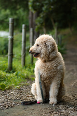 散歩中の犬（ラブラドゥードル）
