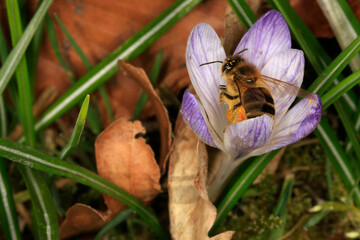 Die blühenden Krokusse sind Frühjahrsboten (Croccus albiflorus Kit.). Thüringen, Deutschland, Europa
The blooming crocuses are heralds of spring (Croccus albiflorus Kit.). Thuringia, Germany, Europe