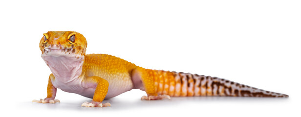 Adult Super Hypo Tangerine Manderin leopard gecko aka Eublepharis macularius, standing side ways....