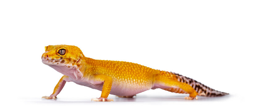 Adult Super Hypo Tangerine Manderin leopard gecko aka Eublepharis macularius, standing side ways. Isolated on white background.