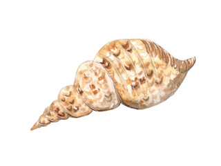Watercolor illustration of seashells on a white background
