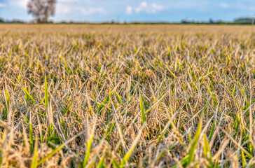 Summer sunset panorama of a paddy field in the countryside area of Lomellina (between Lombardy and...