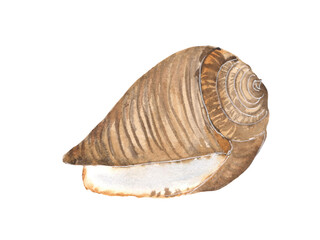 Watercolor illustration of seashells on a white background