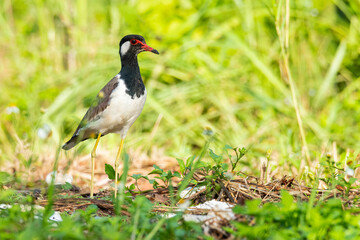 Red-Wattled Lapwing standing tall looking into a distance