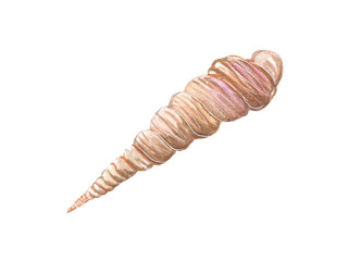 Watercolor illustration of seashells on a white background