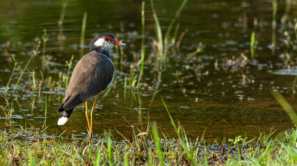 Red-Wattled Lapwing wading in shallow water
