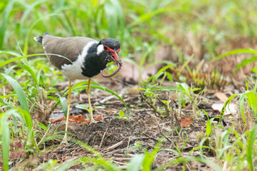 Red-Wattled Lapwing eating earthworm near wetland area