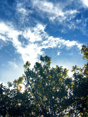 tree and sky