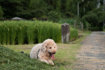 散歩中の犬（ラブラドゥードル）