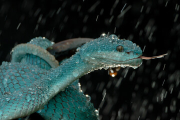 Blue Viper