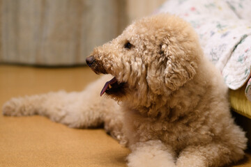 家の中でくつろぐ犬（ラブラドゥードル）