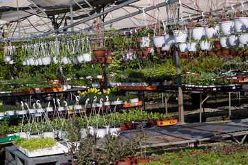 Seedlings in plastic pots in greenhouse for cultivation of flowers. Industrial production of flowers in a gardening store. 