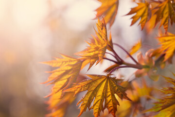 Naklejka na ściany i meble Beautiful autumn background with yellow fall maple leaves and abstract bokeh sun light