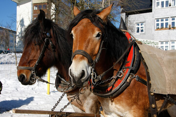 Winterliche Pferdeschlittenfahrt in Oberhof, Thüringen, Deutschland, Europa  --  
Horse drawn sleigh rides, Oberhof, Thueringia, Germany