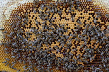 Bee wooden frame with bees and honeycomb, honey wax cells, many insects