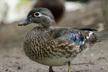 Female Wood Duck closeup in the wild