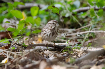 A Song Sparrow camoflaged against the fall leaves