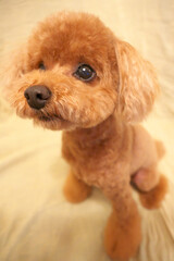 上目遣いのトイプードル