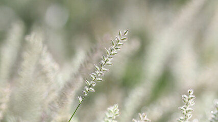 grass in the wind in the morning. Grasses dancing with the wind in back lighting mode. the wind blows through the grass. The grass blooms before the rain. Blurred and soft focus.