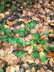 autumn leaves on the ground