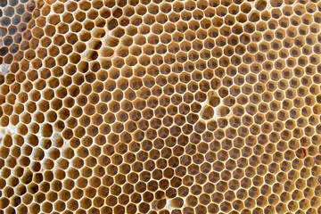 Bee frame with honeycomb, honey wax cells