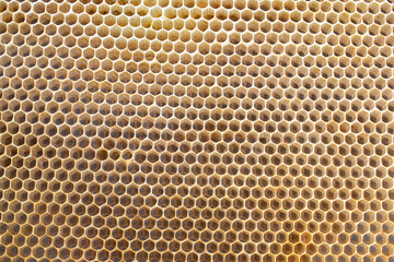 Bee frame with honeycomb, honey wax cells