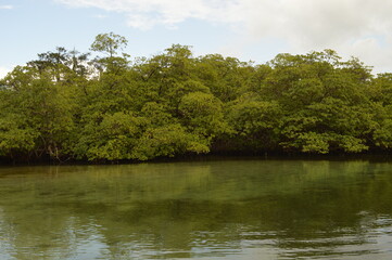 The stunning beaches and nature around the Bocas del Toro islands in the Caribbean, Panama