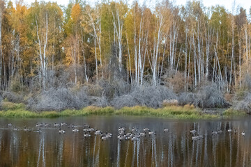 Canada geese floating in Autumn reflection pond