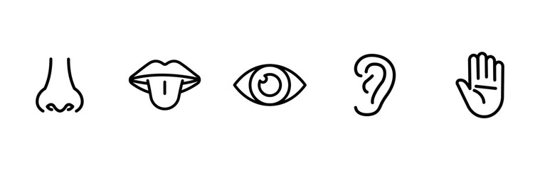 Five human senses linear icons. Vision, hearing, taste, smell, touch.