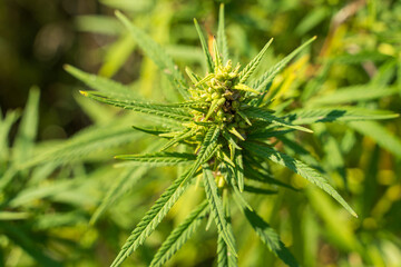 A small plant of green cannabis (marijuana). Hemp background.