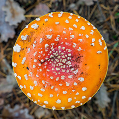 Closeup Fly-agaric of a bright and red cap, a poisonous fungus.