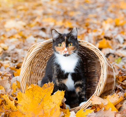 Cat sitting in a basket and autumn leaves . A young colored cat. Autumn leave. Cat in the basket....