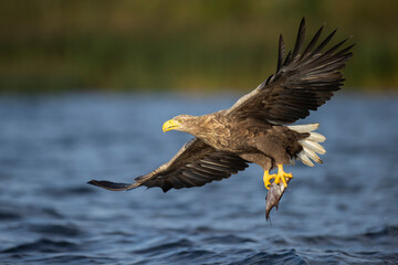 Adult white-tailed eagle catching the fish on a lake in Oder delta