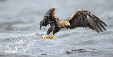 Adult white-tailed eagle catching the fish on a lake in Oder delta