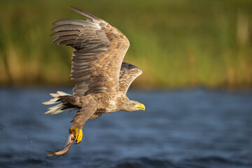 Adult white-tailed eagle catching the fish on a lake in Oder delta