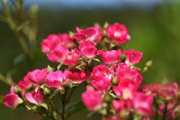 Roses in full bloom in the rose garden