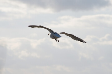 Herring Gull in Flight, surrounded by clouds. 