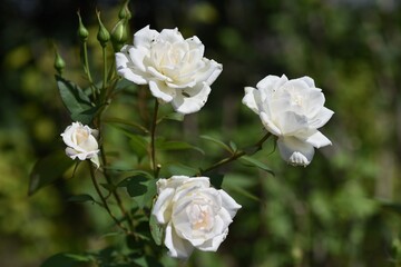 Fototapeta na wymiar Roses in full bloom in the rose garden