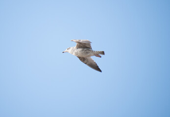 Fledgling Herring Gull in Flight with s blue sky background. 