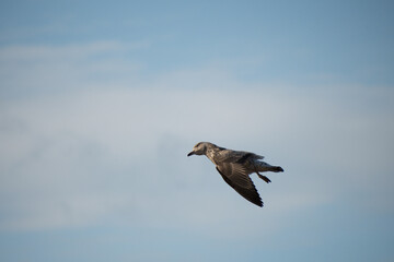 A Young Herring Gull in Flight on a warm, sunny day with a blue sky background. 