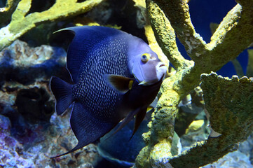 サンゴの間を泳ぐフレンチエンゼルフィッシュ