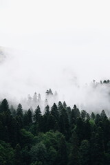 view of the mountains on a foggy summer day