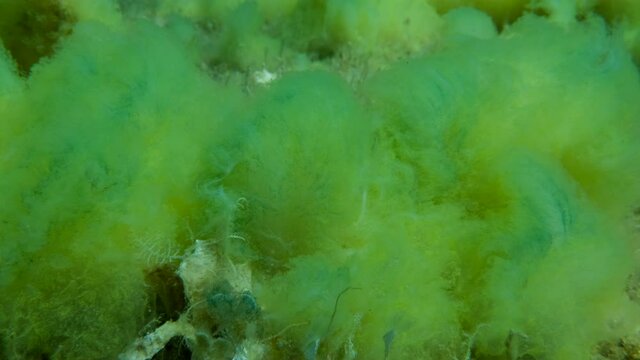 Close-up of Seabed covered with Filamentous algae (Acinetospora crinita). Natural background Green alga. Adriatic Sea, Montenegro, Europe