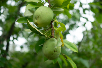 青梅の実と枝と葉
