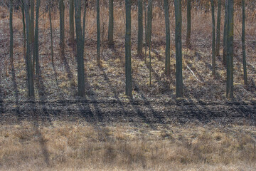 Obraz premium Trees and shadows